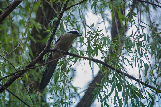 �Ĵ�һ�� ʤ����������