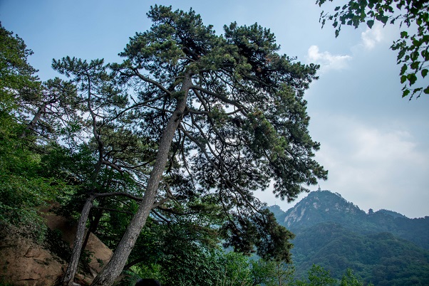 你若放下 便是强大